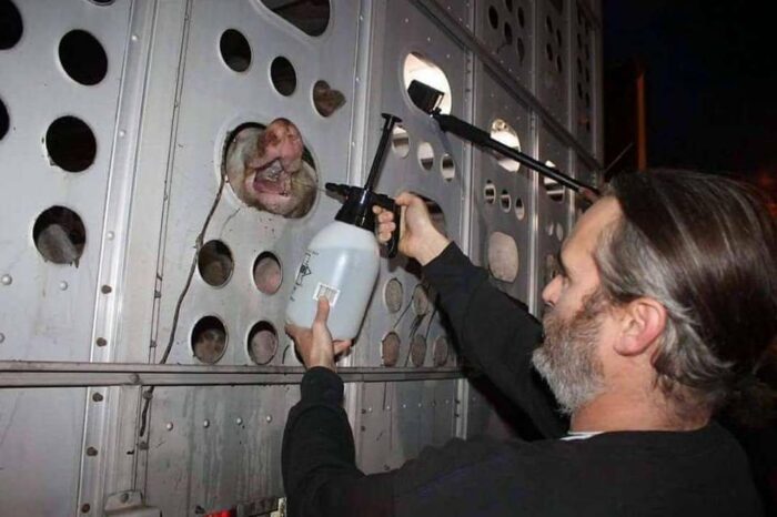 Joaquin Phoenix diserta il party dei Saga per dissetare i maiali destinati al macello